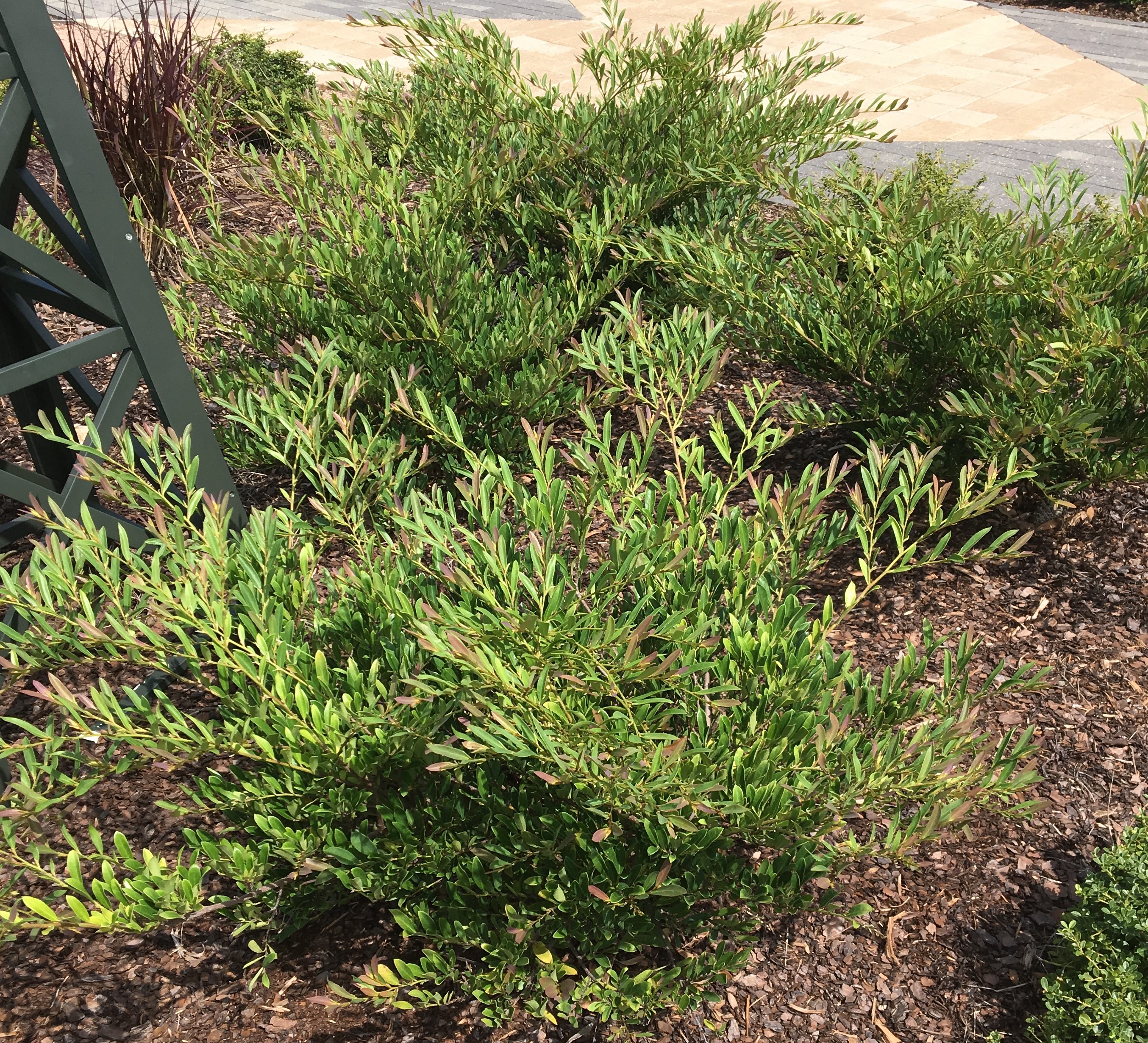 Designing and planting foundation beds